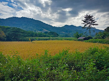 Scenic view of field against sky