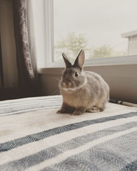 Close-up of rabbit on bed at home