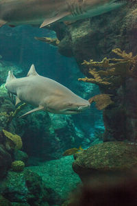 Fish swimming in sea