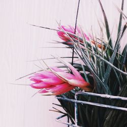 Close-up of pink flower growing on plant