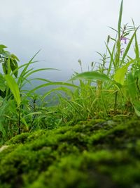 Close-up of grass on field against sky