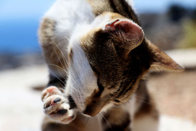 Tabby cat licks the paws - close up