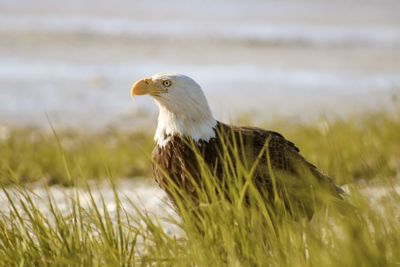 Close-up of a bird on field