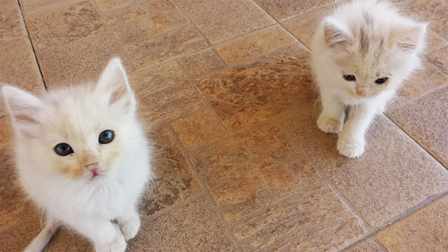 Portrait of white cat on floor