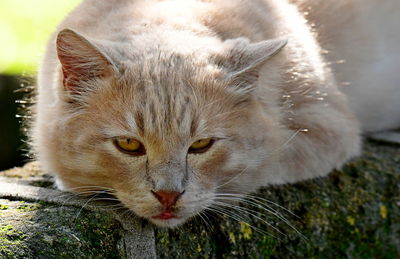 Close-up portrait of a cat