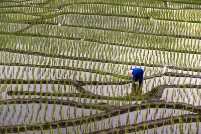 High angle view of man working on rice field