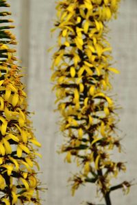 Close-up of yellow flowering plant