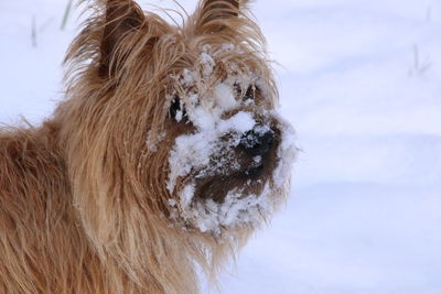 Close-up of a dog in snow