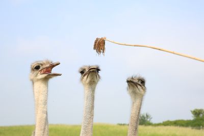 Low angle view of birds on land against sky