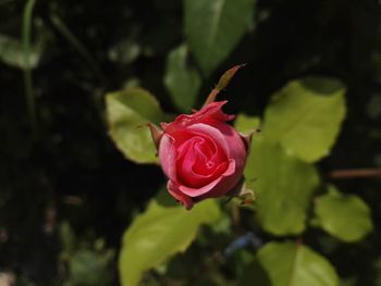 Close-up of pink rose