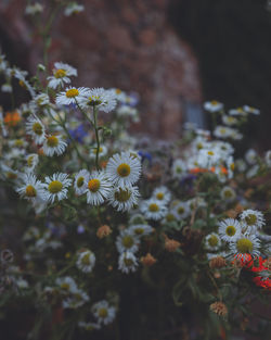 Close-up of white flowering plants