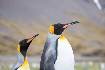 Close-up of penguins against mountain