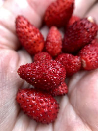 Close-up of hand holding strawberries