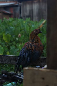 Close-up of bird perching on wood