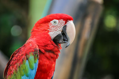 Close-up of parrot