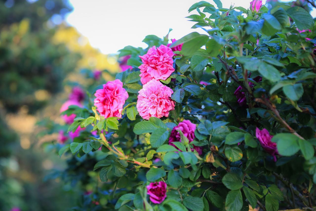 CLOSE-UP OF PINK ROSE FLOWER