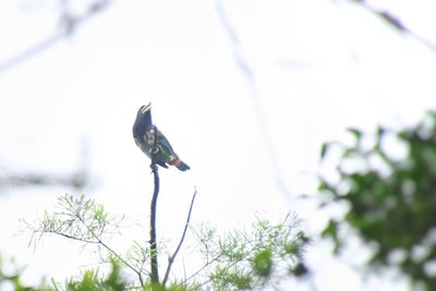 Low angle view of bird perching on branch