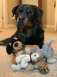 Dog sitting in a toy