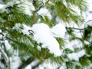 Close-up of snow on tree during winter