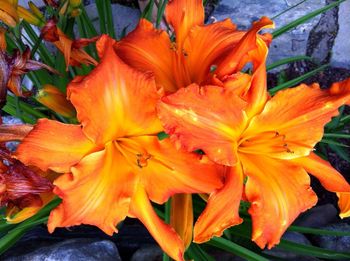 Close-up of orange flowers