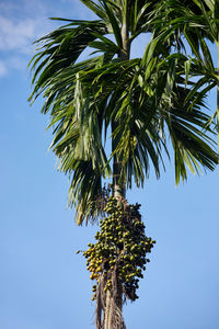 Bunch of fresh betel nut on tree