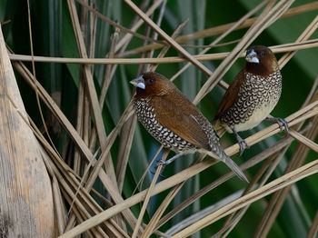 Close-up of bird perching on leaf