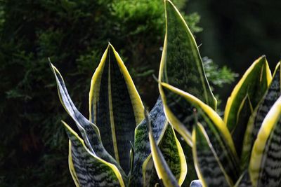 Close-up of succulent plant on field