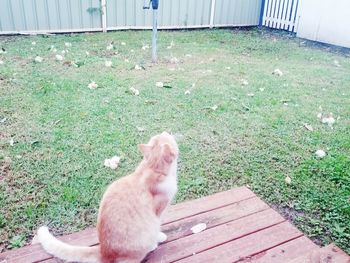 High angle view of cat on grass