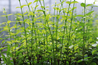 Close-up of fresh green plants on field