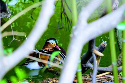 Bird perching on a tree