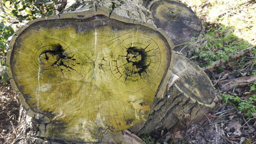 Close-up of tree trunk