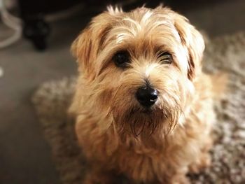 Close-up portrait of dog