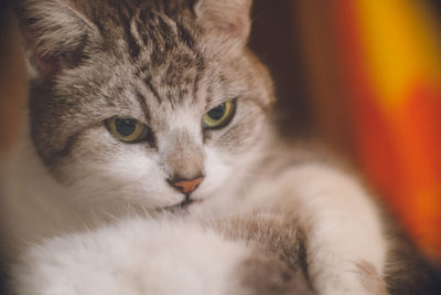 Close-up portrait of cat