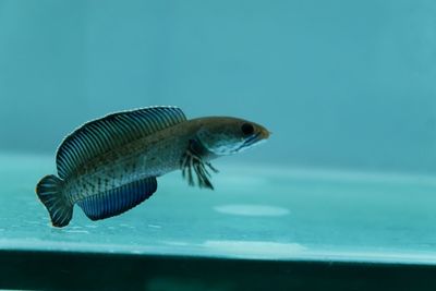 animal