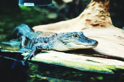 Close-up of crocodile