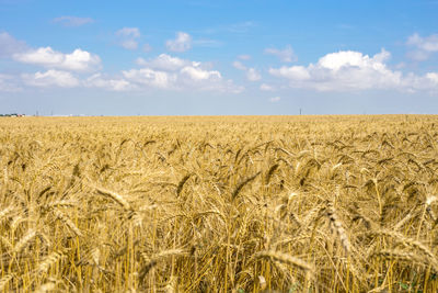 Scenic view of wheat field against sky