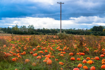 View of flowers growing in field