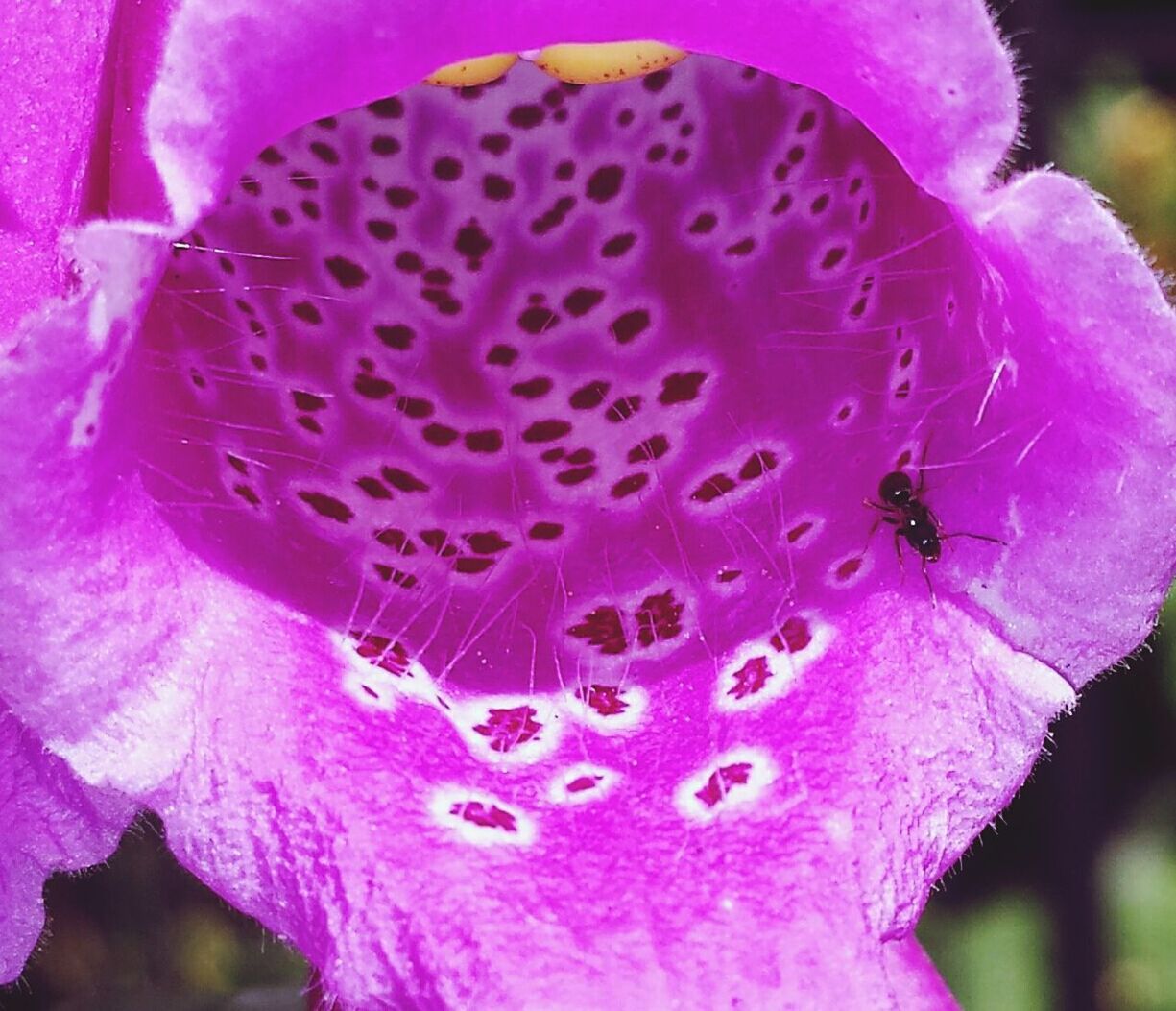 flower, petal, fragility, pink color, freshness, close-up, flower head, beauty in nature, purple, focus on foreground, growth, nature, selective focus, insect, blooming, plant, macro, single flower, pollen, in bloom