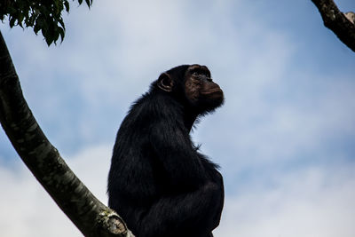 Low angle view of chimpanzee looking away against sky