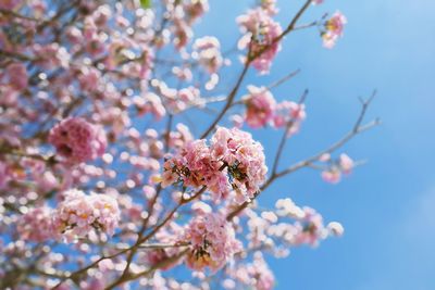 Low angle view of cherry blossoms against sky