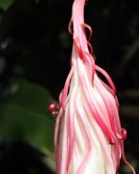 Close-up of pink hibiscus blooming outdoors
