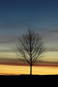 Silhouette of bare tree at sunset