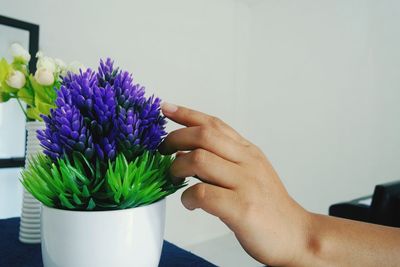 Close-up of hand holding purple flower in vase