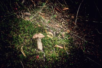 Close-up of mushroom growing in forest