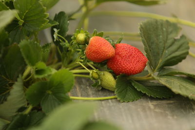 Close-up of strawberry on plant