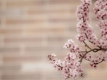 Close-up of pink cherry blossom tree