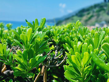 Close-up of fresh green plants