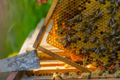 Close-up of bees and honeycomb