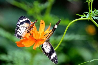 Close-up of butterflies on flower