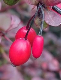 Close-up of red berries on twig